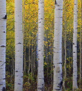 Aspen trees in fall