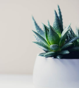 Succulents in a pot